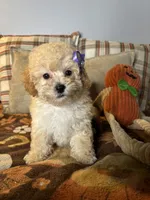 Crystal, a female Poodle - Toy  for sale in Grandview, MO – 2 of 3
