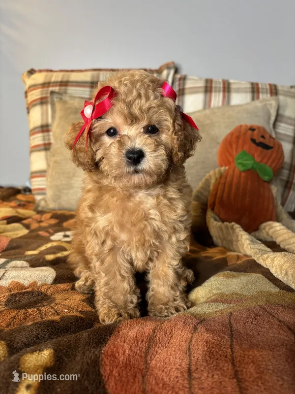 Ava – Poodle - Toy  puppy for sale in Grandview, MO