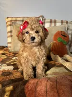 Ava, a female Poodle - Toy  for sale in Grandview, MO – 1 of 5