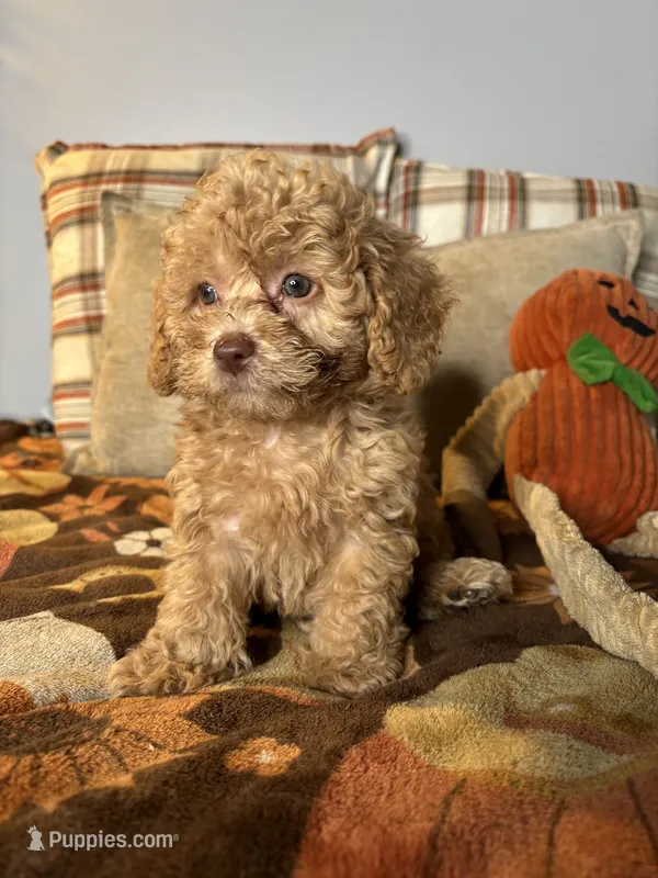 King – Poodle - Toy  puppy for sale in Grandview, MO