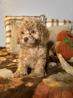 King, a male Poodle - Toy  for sale in Grandview, MO – 1 of 3
