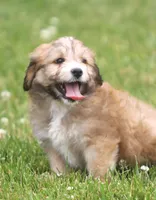 Tiger, a male Miniature Aussiedoodle for sale in Waterford, MI – 1 of 3