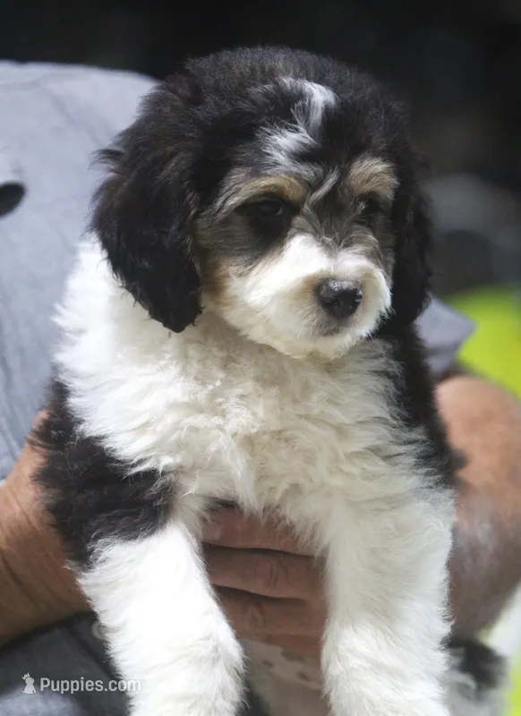 Harry – Miniature Aussiedoodle puppy for sale in Waterford, MI