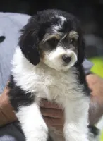 Harry, a male Miniature Aussiedoodle for sale in Waterford, MI – 2 of 7