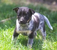 Lily, a female Rat Terrier and Australian Cattle Dog for sale in Waterford, MI – 3 of 8