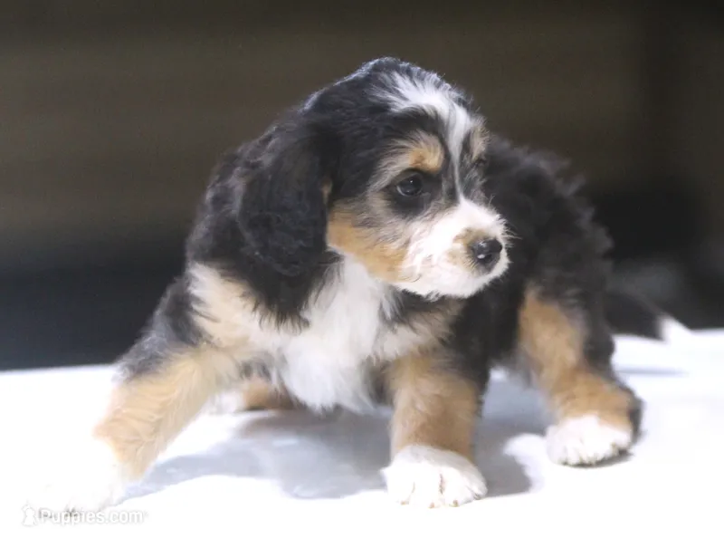 LuLu – Miniature Aussiedoodle puppy for sale in Waterford, MI