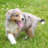 Bonnie, a female Miniature Aussiedoodle for sale in Waterford, MI – 2 of 4