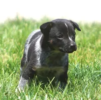 Lily, a female Rat Terrier and Australian Cattle Dog for sale in Waterford, MI – 7 of 8