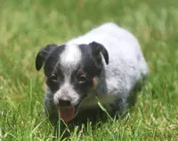 Blu, a male Australian Cattle Dog for sale in Waterford, MI – 4 of 5