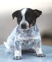 Bonny, a female Rat Terrier and Australian Cattle Dog for sale in Waterford, MI – 4 of 9