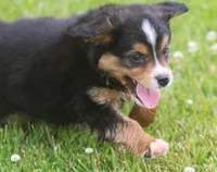 Luke, a male Miniature Aussiedoodle for sale in Waterford, MI – 3 of 4