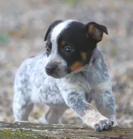 Bonny, a female Rat Terrier and Australian Cattle Dog for sale in Waterford, MI – 3 of 9