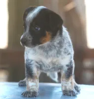 Blu, a male Australian Cattle Dog for sale in Waterford, MI – 2 of 5