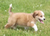 Mickey, a male Miniature Aussiedoodle for sale in Waterford, MI – 2 of 3