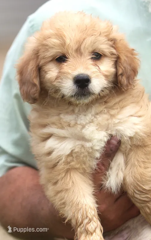 Susie – Miniature Aussiedoodle puppy for sale in Waterford, MI