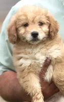 Susie, a female Miniature Aussiedoodle for sale in Waterford, MI – 5 of 5