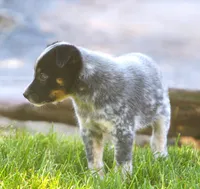 Benny, a male Rat Terrier and Australian Cattle Dog for sale in Waterford, MI – 4 of 6
