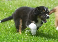 Sammy, a male Miniature Aussiedoodle for sale in Waterford, MI – 5 of 5