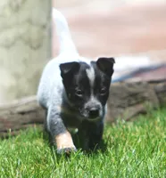 Bucky, a male Rat Terrier and Australian Cattle Dog for sale in Waterford, MI – 3 of 7