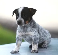 Bonny, a female Rat Terrier and Australian Cattle Dog for sale in Waterford, MI – 5 of 9
