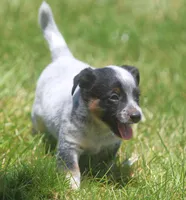 Blu, a male Australian Cattle Dog for sale in Waterford, MI – 3 of 5
