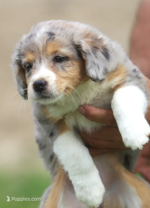 Bonnie – Miniature Aussiedoodle puppy for sale in Waterford, MI