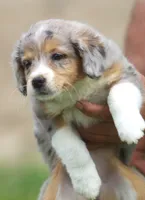 Bonnie, a female Miniature Aussiedoodle for sale in Waterford, MI – 1 of 4