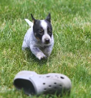 Bonny, a female Rat Terrier and Australian Cattle Dog for sale in Waterford, MI – 8 of 9