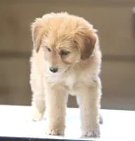 Susie, a female Miniature Aussiedoodle for sale in Waterford, MI – 4 of 5