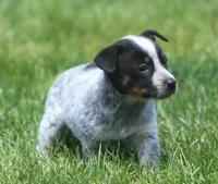 Bonny, a female Rat Terrier and Australian Cattle Dog for sale in Waterford, MI – 2 of 9