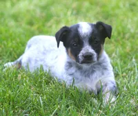 Bonny, a female Rat Terrier and Australian Cattle Dog for sale in Waterford, MI – 9 of 9
