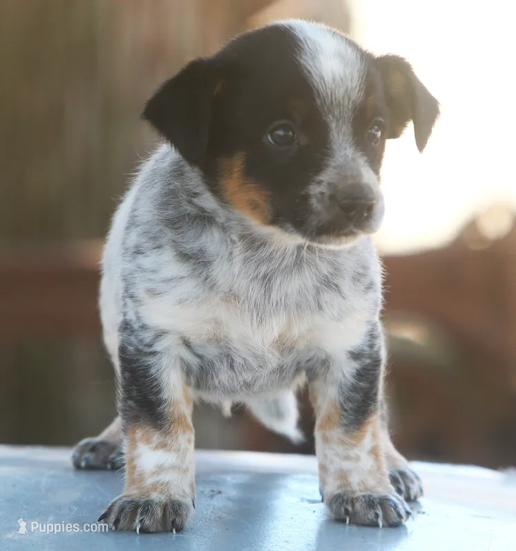 Blu – Australian Cattle Dog puppy for sale in Waterford, MI