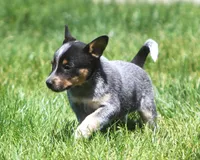 Benny, a male Rat Terrier and Australian Cattle Dog for sale in Waterford, MI – 6 of 6