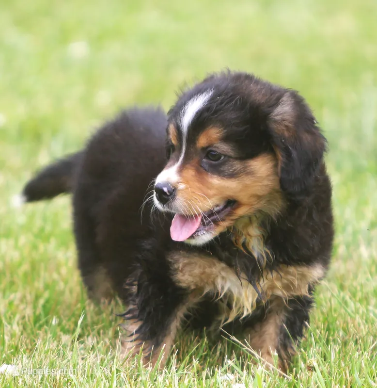 Luke – Miniature Aussiedoodle puppy for sale in Waterford, MI