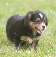 Luke, a male Miniature Aussiedoodle for sale in Waterford, MI – 4 of 4