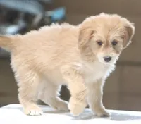 Susie, a female Miniature Aussiedoodle for sale in Waterford, MI – 3 of 5