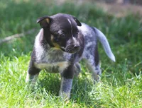 Lily, a female Rat Terrier and Australian Cattle Dog for sale in Waterford, MI – 2 of 8