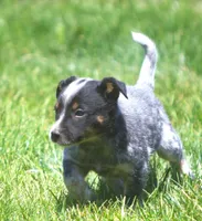 Benny, a male Rat Terrier and Australian Cattle Dog for sale in Waterford, MI – 5 of 6