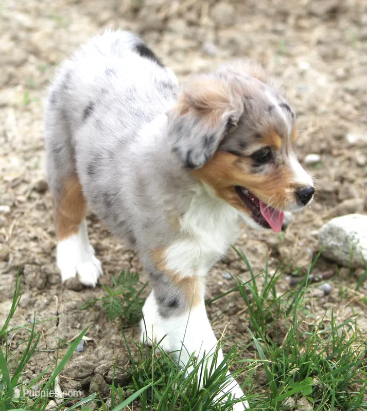 Bonnie – Miniature Aussiedoodle puppy for sale in Waterford, MI