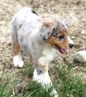 Bonnie, a female Miniature Aussiedoodle for sale in Waterford, MI – 4 of 4