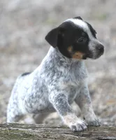 Bonny, a female Rat Terrier and Australian Cattle Dog for sale in Waterford, MI – 6 of 9