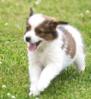 Millie, a female Miniature Aussiedoodle for sale in Waterford, MI – 2 of 5