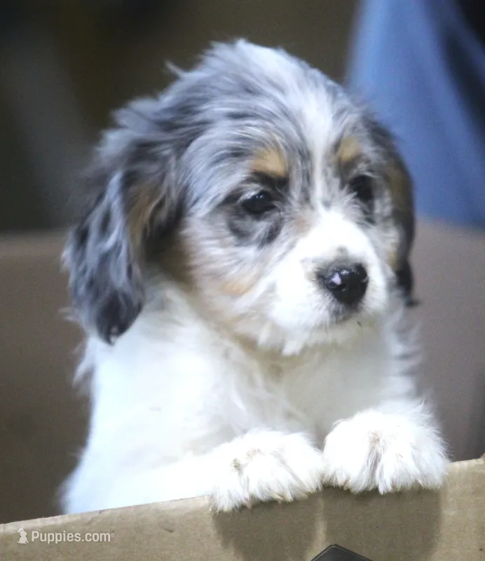 Bonnie – Miniature Aussiedoodle puppy for sale in Waterford, MI