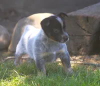 Bucky, a male Rat Terrier and Australian Cattle Dog for sale in Waterford, MI – 5 of 7