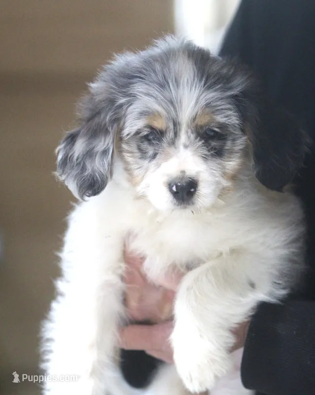 Bonnie – Miniature Aussiedoodle puppy for sale in Waterford, MI
