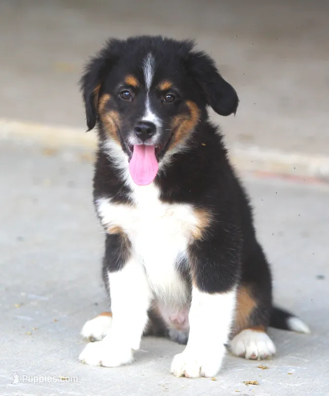 Sammy – Miniature Aussiedoodle puppy for sale in Waterford, MI