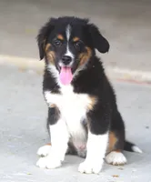 Sammy, a male Miniature Aussiedoodle for sale in Waterford, MI – 2 of 5