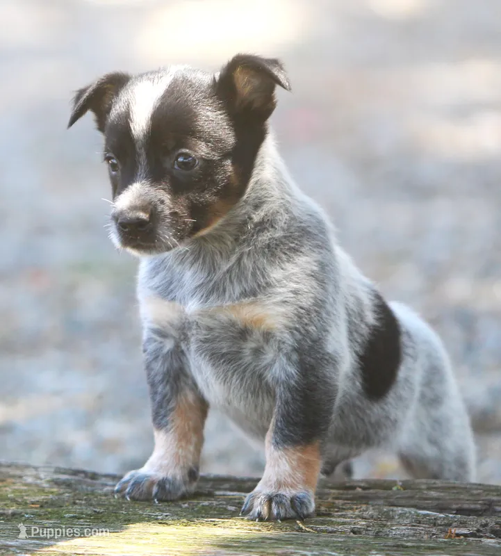 Bucky – Rat Terrier, Australian Cattle Dog puppy for sale in Waterford, MI