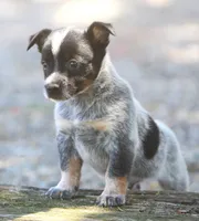 Bucky, a male Rat Terrier and Australian Cattle Dog for sale in Waterford, MI – 1 of 7