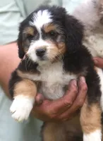 LuLu, a female Miniature Aussiedoodle for sale in Waterford, MI – 3 of 3